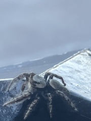 Phidippus carolinensis