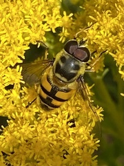 Myathropa florea