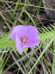 Rhexia petiolata