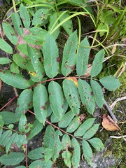 Sorbus americana