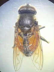 Eristalis bogotensis