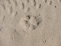 Puma concolor couguar