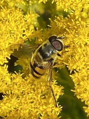 Myathropa florea