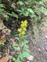 Solidago erecta