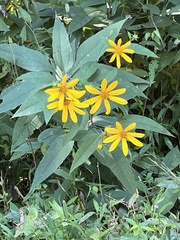 Helianthus strumosus