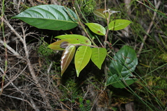 Glochidion sumatranum