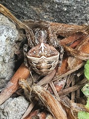 Gibbaranea bituberculata
