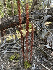 Pterospora andromedea
