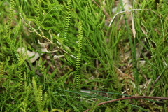 Selaginella uliginosa
