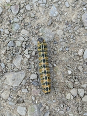 Phalera bucephala