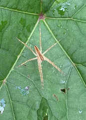 Pisaurina mira