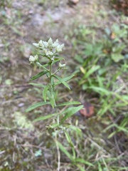 Pseudognaphalium obtusifolium