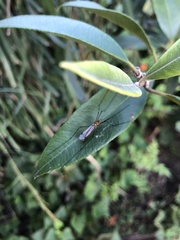 Nephrotoma australasiae