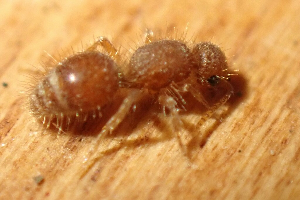 Sphaeropthalma difficilis