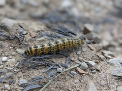 Phalera bucephala