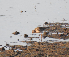 Calidris subruficollis