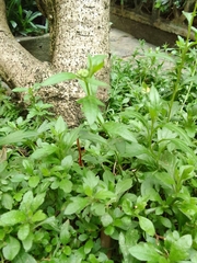 Erigeron karvinskianus
