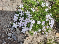 Phlox