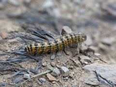 Phalera bucephala