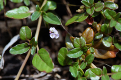 Boerhavia glabrata