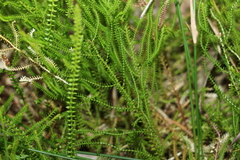 Selaginella uliginosa