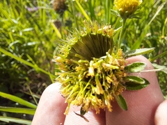 Bidens vulgata