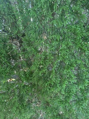 Thuja occidentalis
