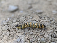 Phalera bucephala