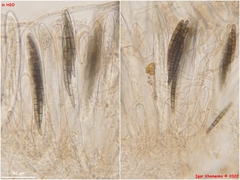 Geoglossum umbratile