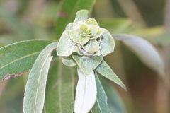 Rabdophaga rosaria