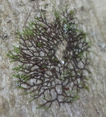 Frullania