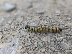 Phalera bucephala