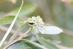 Rabdophaga rosaria