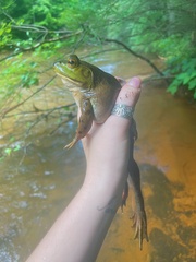 Lithobates catesbeianus
