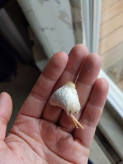 Coprinopsis variegata