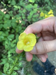 Aureolaria grandiflora