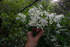 Clematis terniflora