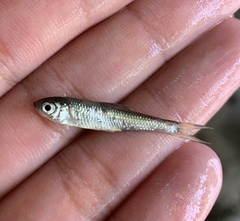 Luxilus chrysocephalus