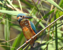 Alcedo atthis