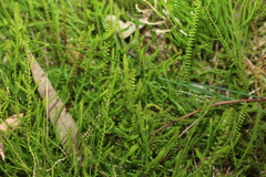 Selaginella uliginosa