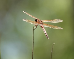 Libellula needhami