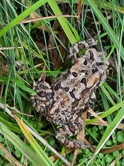 Anaxyrus americanus