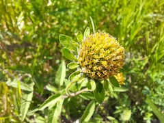 Bidens vulgata