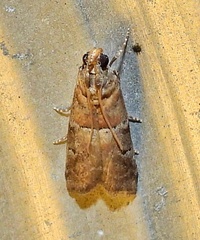 Chararica hystriculella