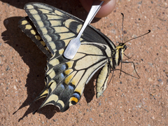 Papilio machaon bairdii