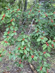 Ilex verticillata