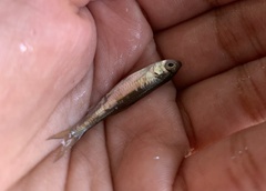 Luxilus chrysocephalus