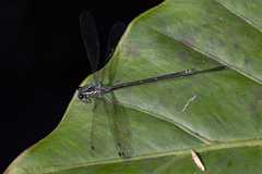 Austroargiolestes icteromelas