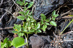 Boerhavia glabrata