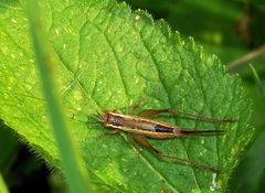 Euscyrtinae